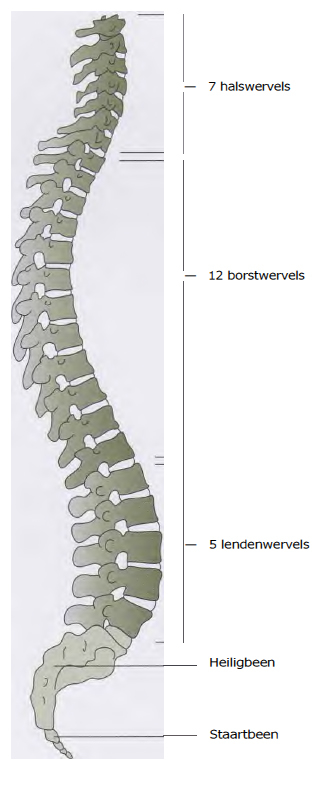 Ruggengraad Wervelkolom